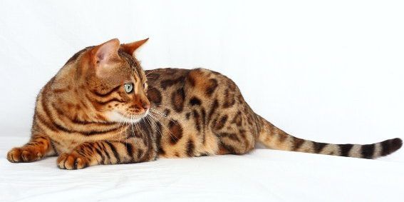 gatos de raza con sangre de leopardo gato bengali