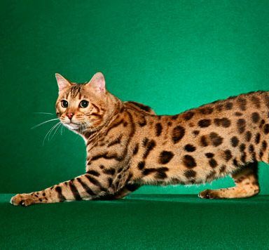El gato que parece leopardo
