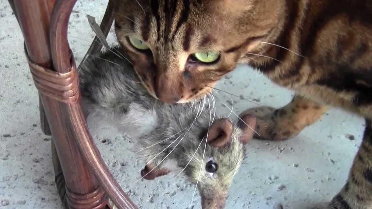 gatos y ratones
