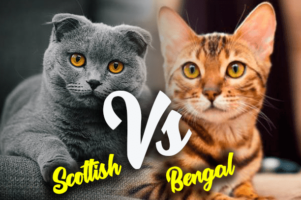 Gato Bengalí contra el gato Scottish Fold