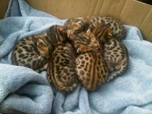 Precio gato bengalí México 